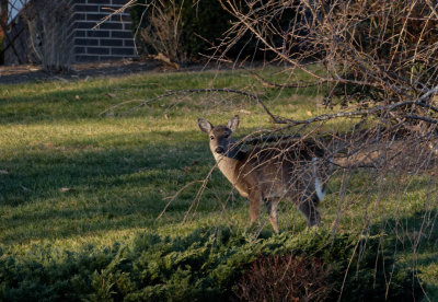 DSC04833_DxO Another doe showed up