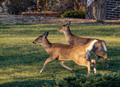 A late afternoon visit by some neighborhood deer