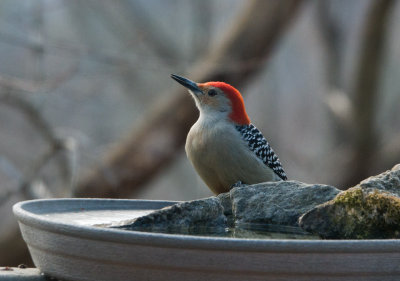 DSC05151 Red Bellied Woodpecker