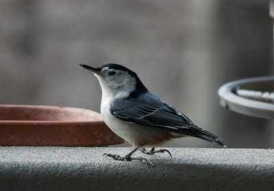 DSC05138 Nuthatch