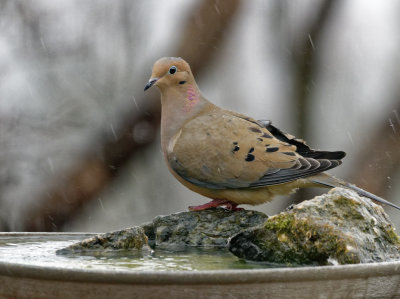 DSC05465_DxO dove in rain