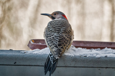 DSC05747 Male Yellow Shafted Northern Flicker