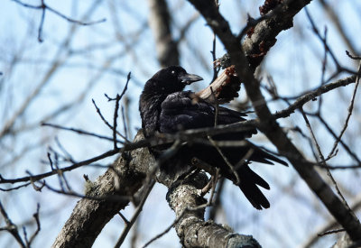 DSC06005 crow in tree