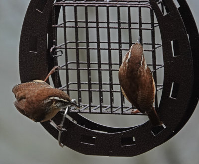 DSC06469 Carolina wrens