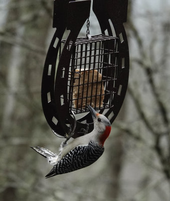 DSC06475 red bellied woodpecker