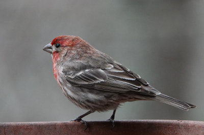 DSC06543 house(?) finch