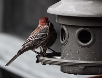 DSC06587 house  finch love