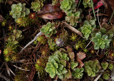 DSC06609 Sedum Tile from Home Depot