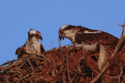 Ospreys at Seagate Beach, Naples, Florida