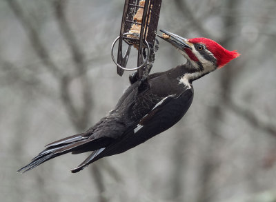 P3230032 It ain't easy being a pileated woodpecker