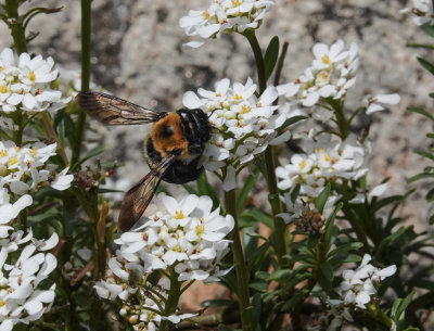 DSC08548 carpenter bee