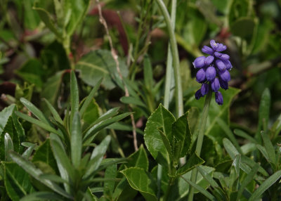 DSC08556 grape hyacinth