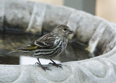 DSC08983 pine siskin