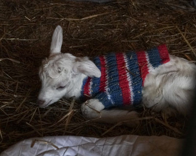 Visiting the Connemara Goats