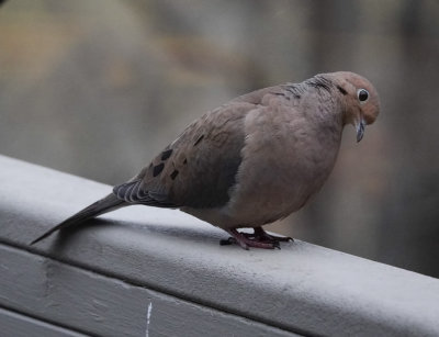 DSC00333 Mourning doves are among the most charming of birds