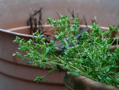 DSC00537_DxO  house finches like chickweed too