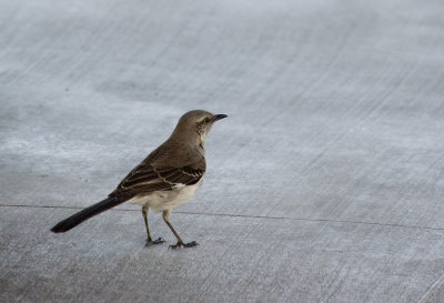 DSC00592 Mockingbirds are hard to capture