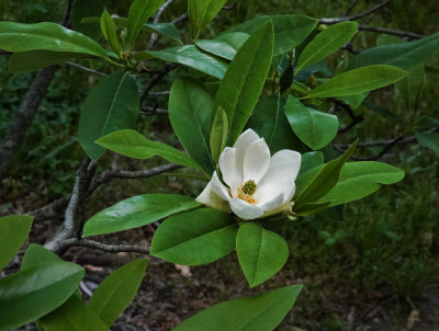 DSC01784 Its a young magnolia!