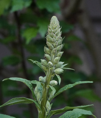 DSC01815 Wonder what color this foxglove will be