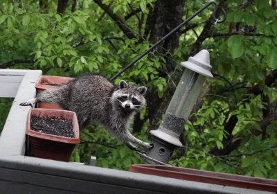 A Surprise Late Day Raccoon Visit