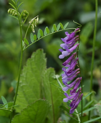 DSC02121 Purple Vetch