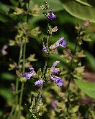 DSC02288 Sage Blossoms