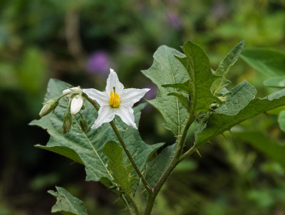 DSC02367 Horse Nettle