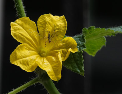 DSC02393 faithful katydid nymph loves cucumber blossoms