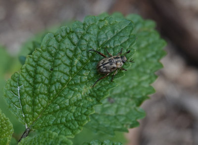 DSC02492 Unidentified on Lemon Balm