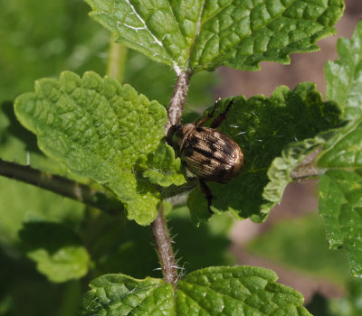 P6150104 Scarab beetle, exomala orientalis, on lemon balm