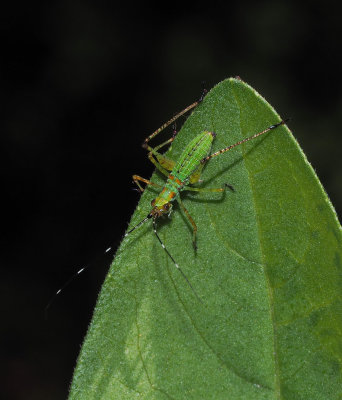 PZ180012 older katydid nymph with internal flash