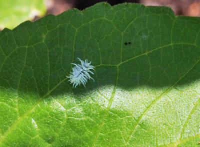 SIL80088_Tiny fuzzy white crawler