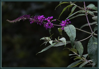 Butterfly Bush - buddleia