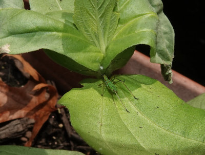 DSC02700 older nymph on zinnia leaf