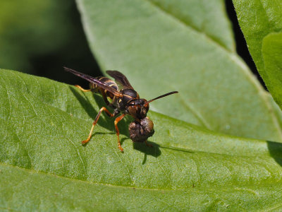 P6250186 Is that caterpillar poo this paper wasp is holding?