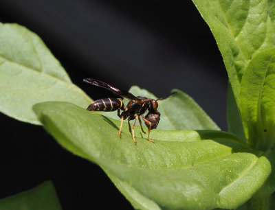 P6250187 What is this paper wasp carrying?