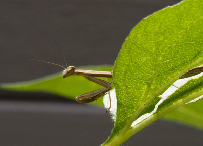 P6280004 Happy to see this mantis