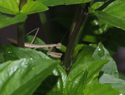 P6290018 Hiding amongst the cinnamon basil leaves