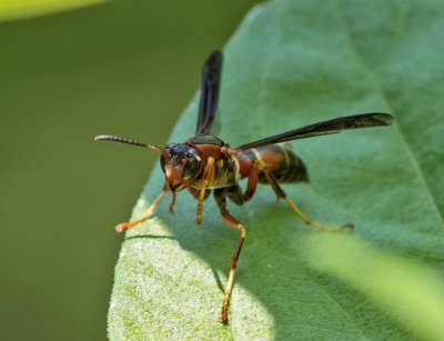 PZ100048 Paper Wasp