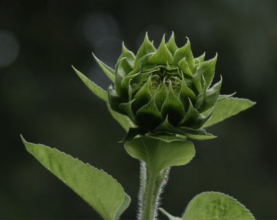 DSC03277 Sunflower Bud