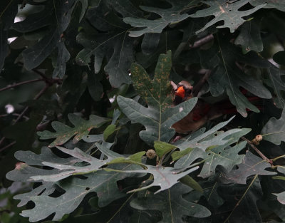 DSC03345 I heard some birds in an oak tree