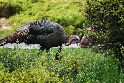 DSC03447 Hunting and Pecking