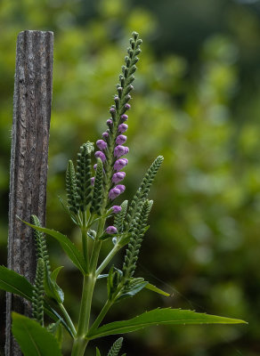 DSC03541 The Obedient Plant, physostegia virginiana blossoms are almost open