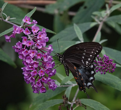 DSC03532 Black Swallowtail Butterfly