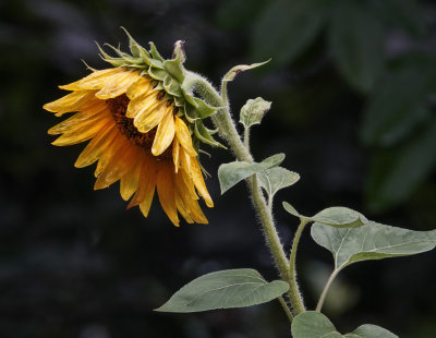 DSC03578 Drenched Sunflower