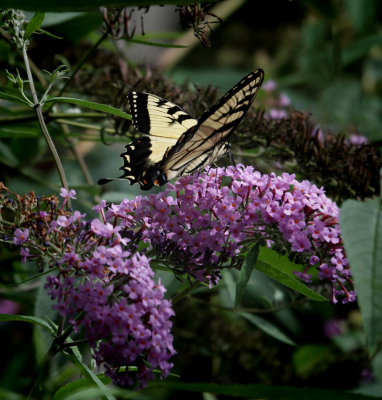 DSC03621 Yellow Swallowtail