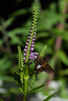 P8050138 Obedient Plant (physostegia virginiana) can be invasive but...