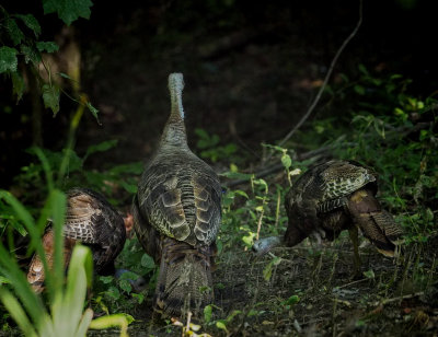 P8050148 Young turkeys gurgling in the woods