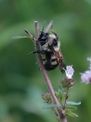 DSC03679 sleeping bee.jpg