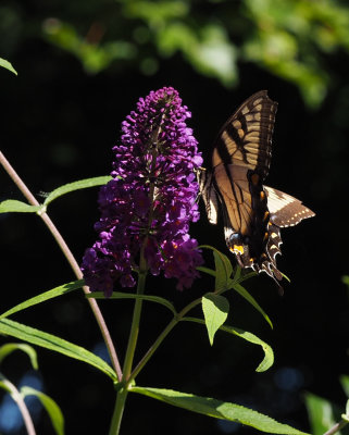 PZ070080 swallowtail on volunteer buddleia